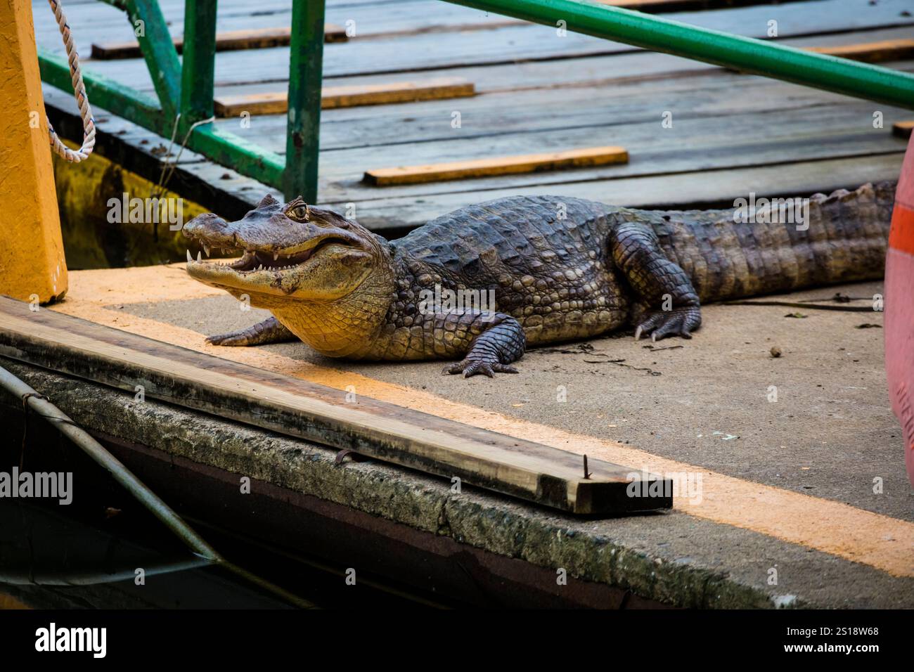 Spectacled Cayman, Caiman Crocodilus, al molo di Gamboa accanto al Rio Chagres, al parco nazionale di Soberania, provincia di Colon, Repubblica di Panama. Foto Stock