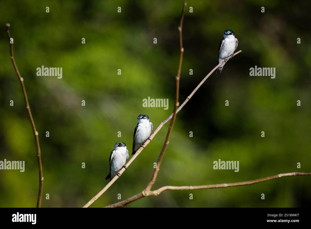 Tre rondini di mangrovie, Tachycineta albilinea, seduti su un ramo sul lungofiume di Rio Chagres, Repubblica di Panama, America centrale. Foto Stock