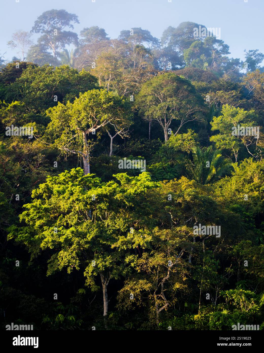 La luce del sole mattutino sulla lussureggiante foresta pluviale del parco nazionale di Soberania, provincia del Colon, Repubblica di Panama, America centrale. Foto Stock