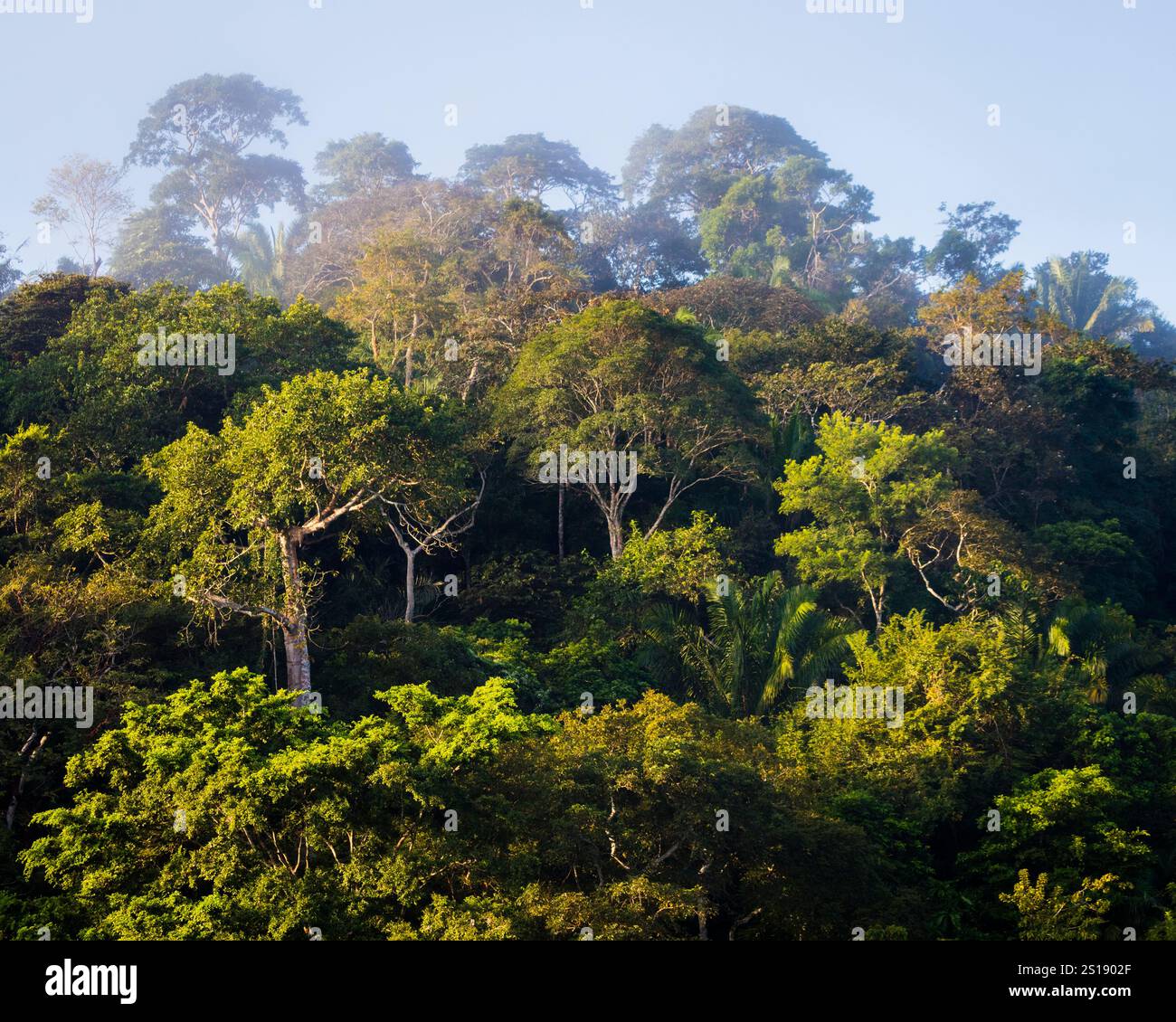 La luce del sole mattutino sulla lussureggiante foresta pluviale del parco nazionale di Soberania, provincia del Colon, Repubblica di Panama, America centrale. Foto Stock