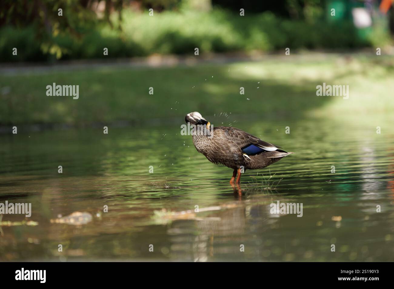 Un'anatra in un piccolo laghetto del parco si sta preparando per un bagno di luce mattutina circondato dagli alberi circostanti. Foto Stock