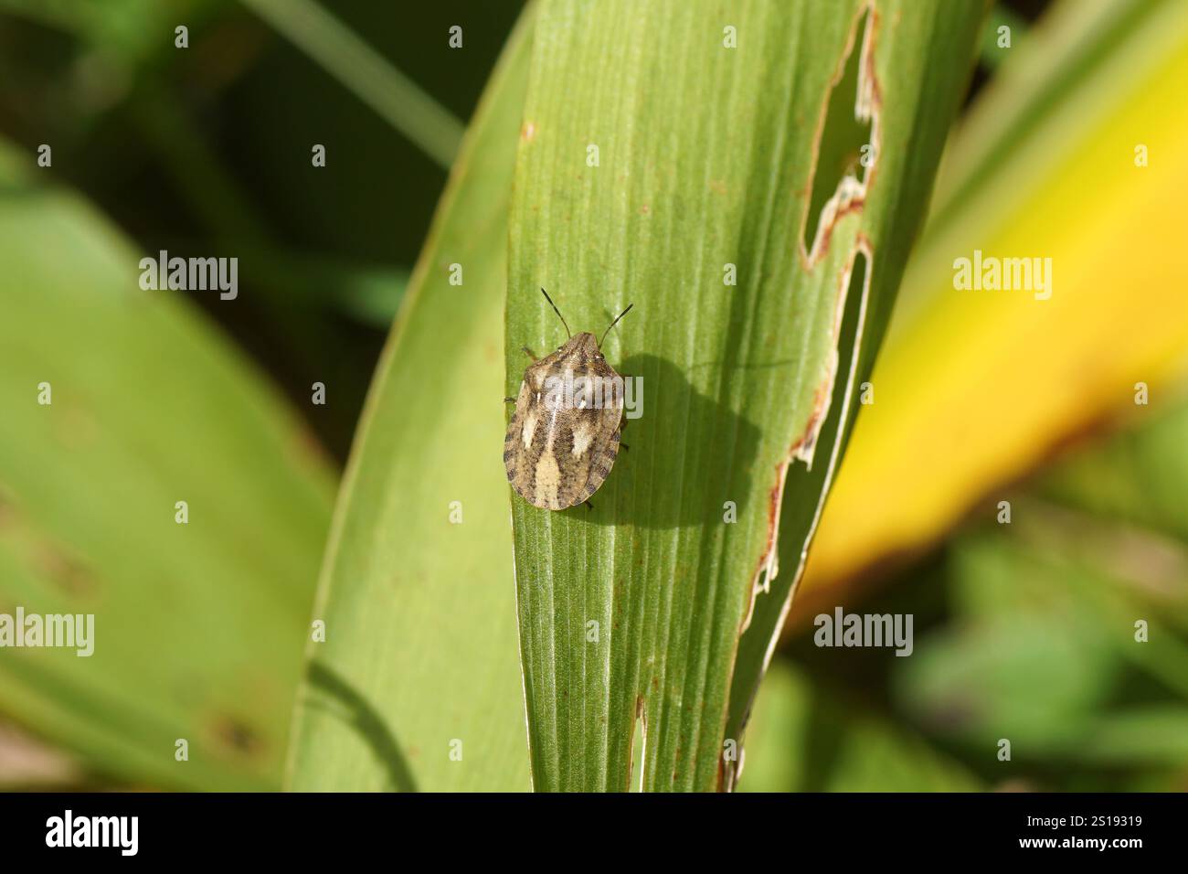 Closeup Tartoise Bug, Eurygaster testudinaria. Family Jewel Bugs (Scutelleridae). Su una foglia. Giardino olandese, estate, agosto Foto Stock