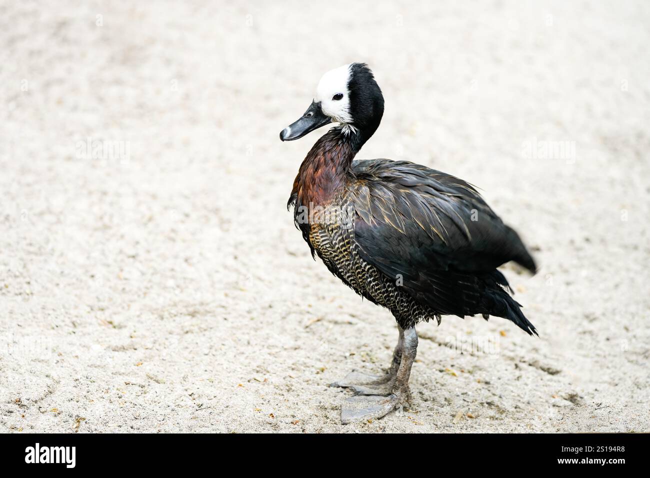 Ritratto di una vedova Whistling Goose. Uccello in primo piano. Dendrocygna viduata. Anatra fischiante dalla faccia bianca Foto Stock