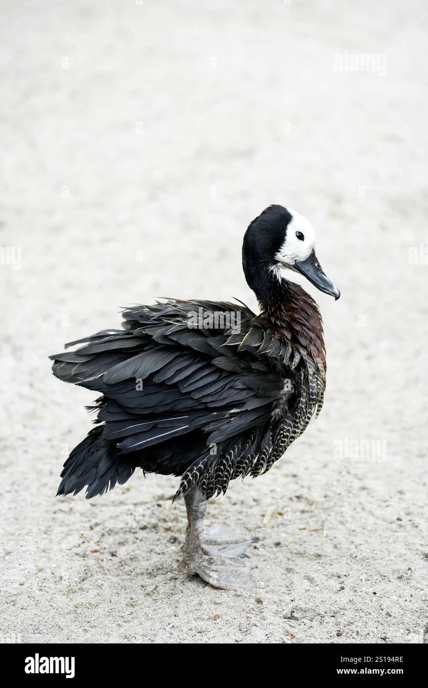 Ritratto di una vedova Whistling Goose. Uccello in primo piano. Dendrocygna viduata. Anatra fischiante dalla faccia bianca Foto Stock