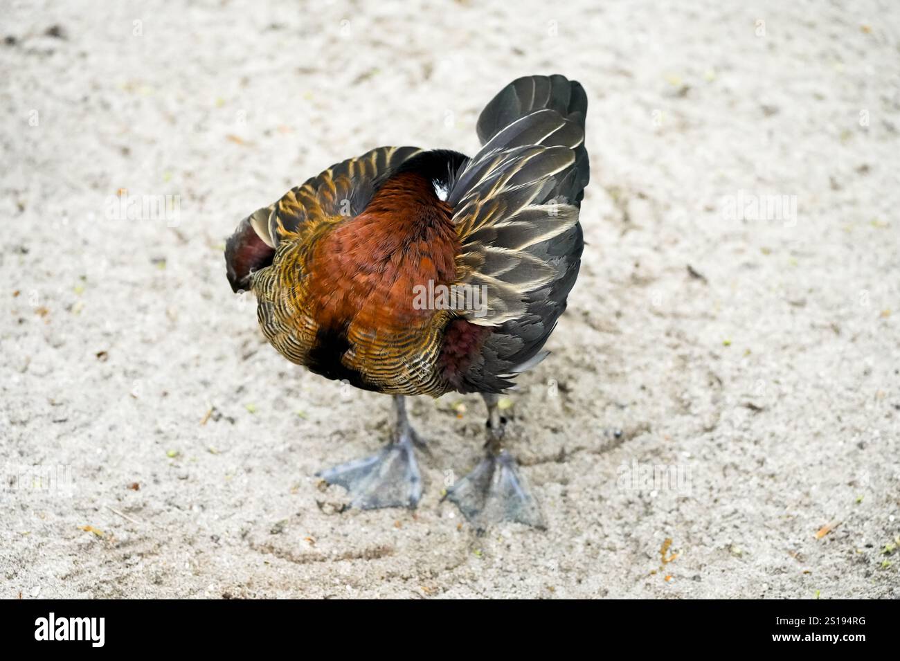 Ritratto di una vedova Whistling Goose. Uccello in primo piano. Dendrocygna viduata. Anatra fischiante dalla faccia bianca Foto Stock