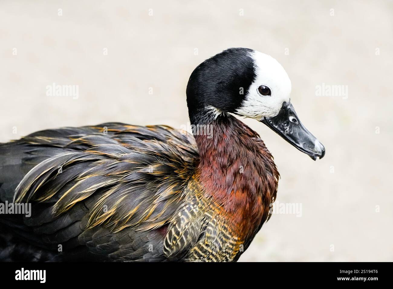 Ritratto di una vedova Whistling Goose. Uccello in primo piano. Dendrocygna viduata. Anatra fischiante dalla faccia bianca Foto Stock