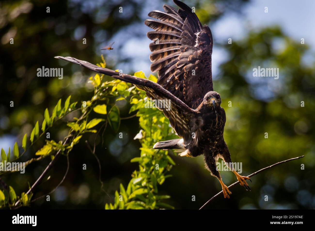 Un giovane aquilone di lumaca, Rostrhamus sociabilis, in volo accanto al lago Gatun, al parco nazionale di Soberania, Repubblica di Panama, America centrale. Foto Stock