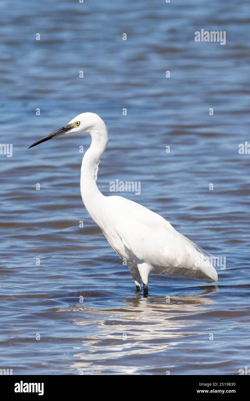Little Egret (Egretta garzetta), guado nell'estuario del fiume Berg, costa occidentale, Sudafrica Foto Stock