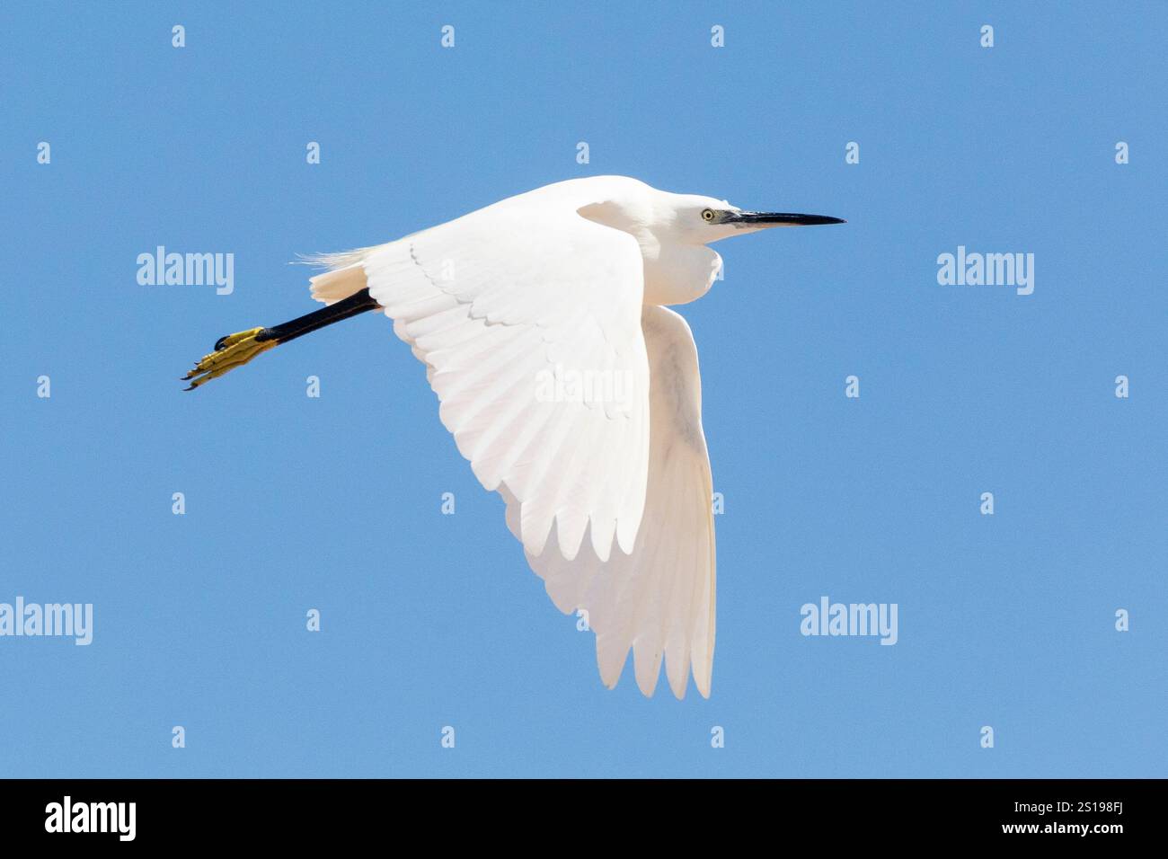 Little Egret (Egretta garzetta), Capo Occidentale, Sud Africa in volo al tramonto Foto Stock