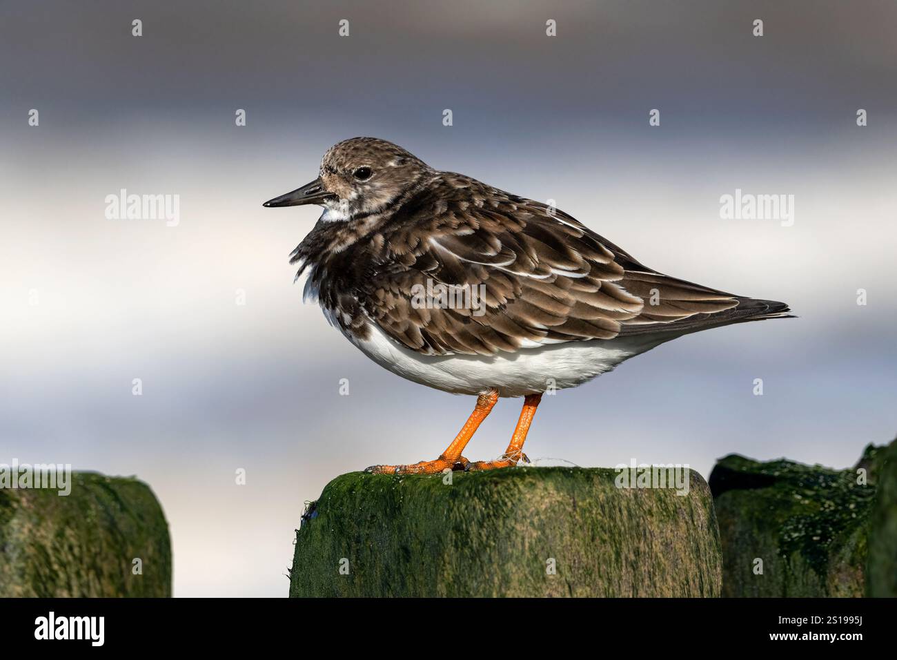 Turnstone, Ruddy Turnstone, Arenaria interpres, uccello adulto su groyne Stump Norfolk March Foto Stock