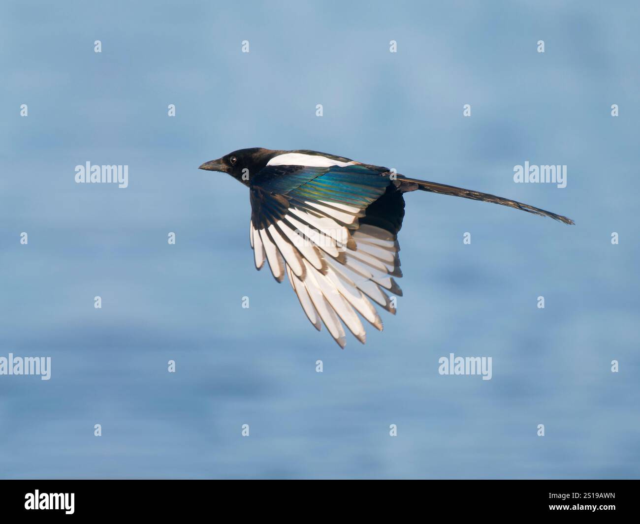 Magpie in volo Pica pica Essex, Regno Unito BI041221 Foto Stock