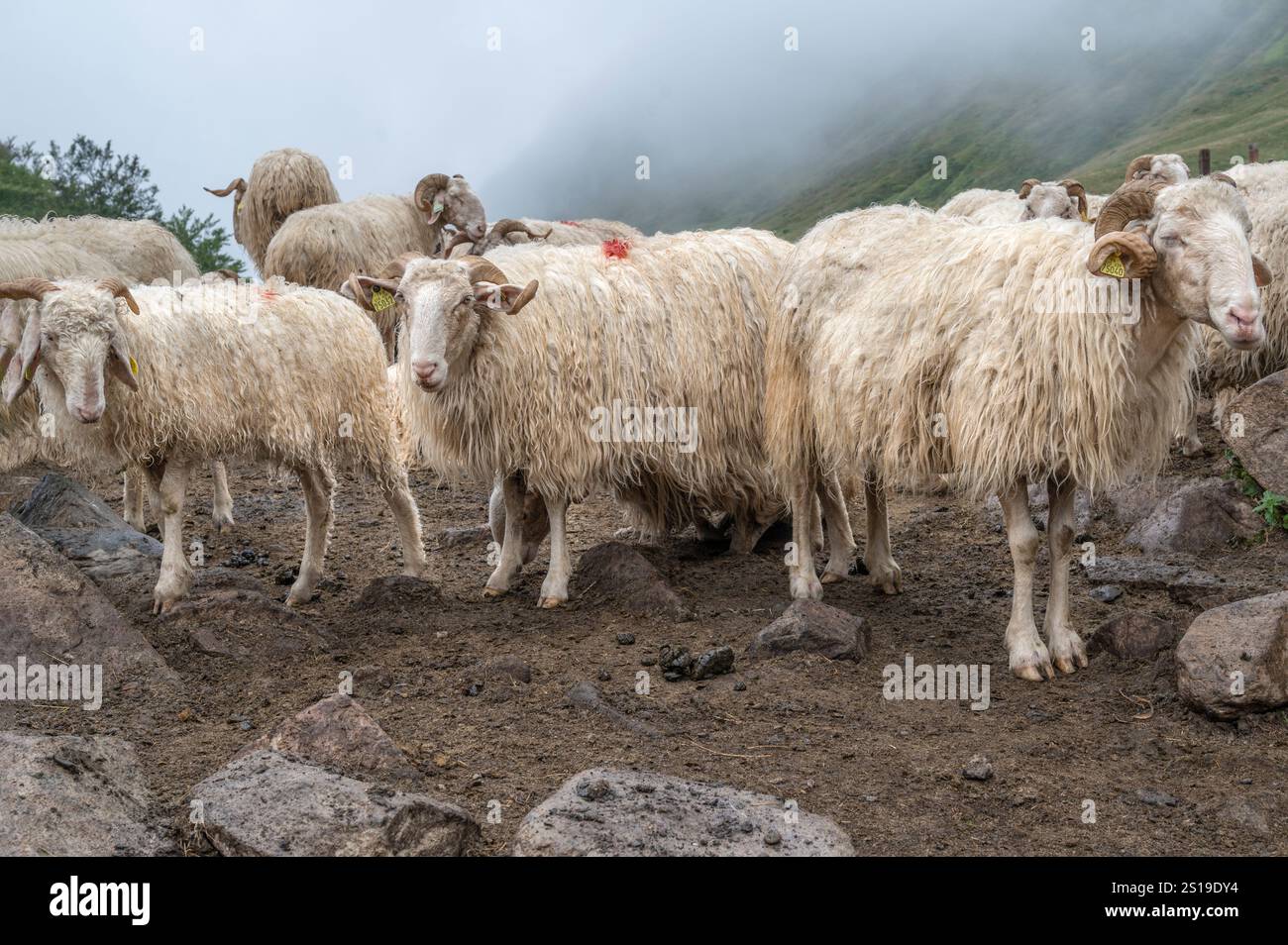 Pecore nella recinzione sul pascolo estivo di Magnabaigt nei Pirenei di Béarn in attesa di essere munte Foto Stock