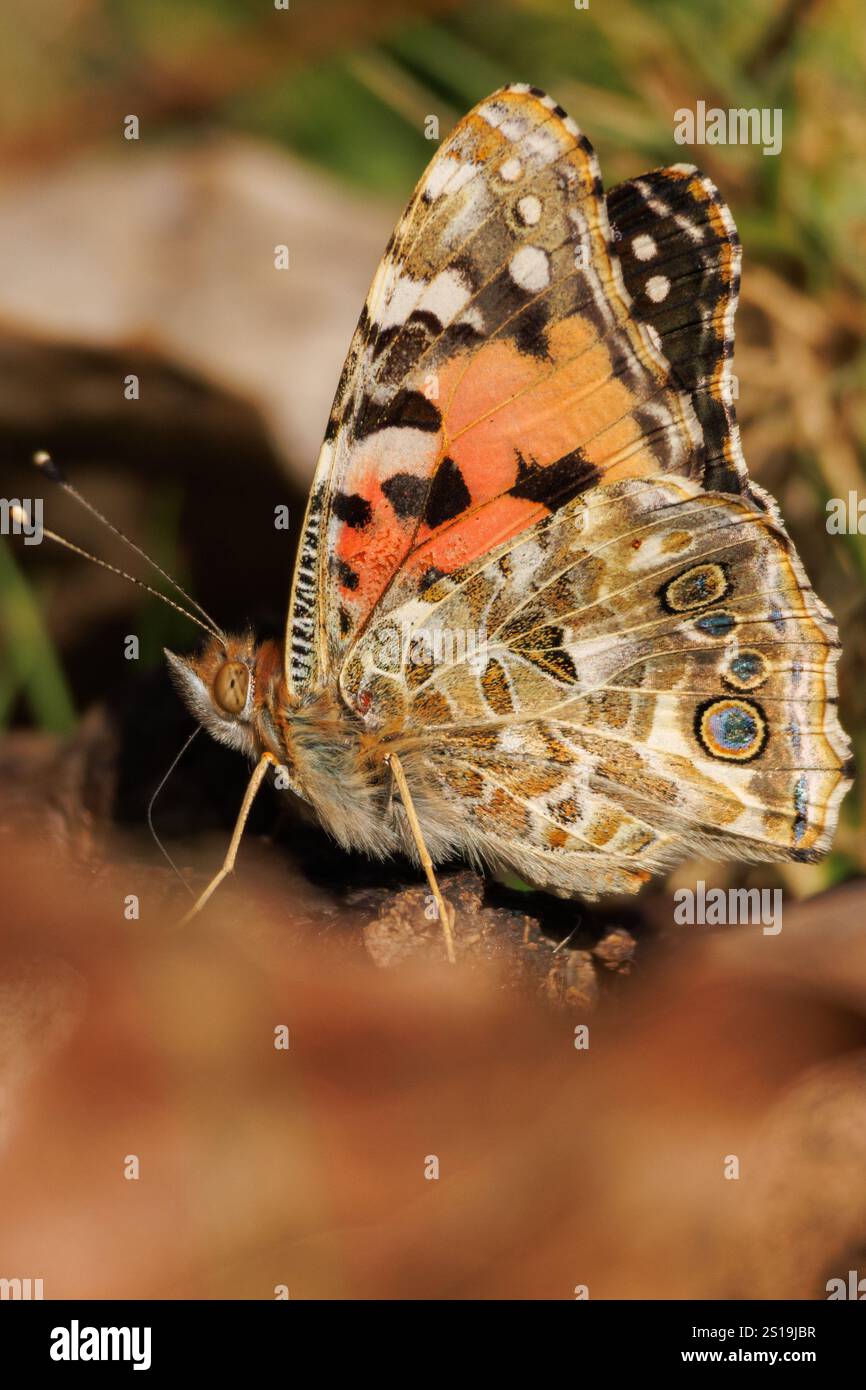 Farfalla Vanessa cardui con fuori fuoco in primo piano, Alcoy, Spagna Foto Stock
