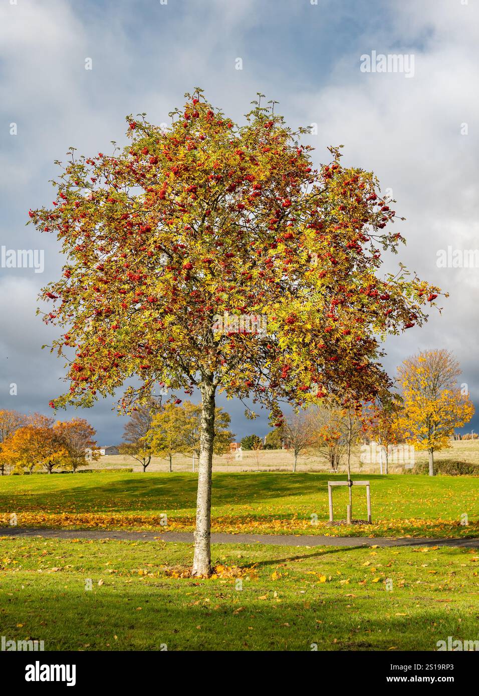 Un albero di rowan o frassino di montagna (Sorbus aucuparia) con bacche rosse in autunno, Haddington, East Lothian, Scozia, Regno Unito Foto Stock