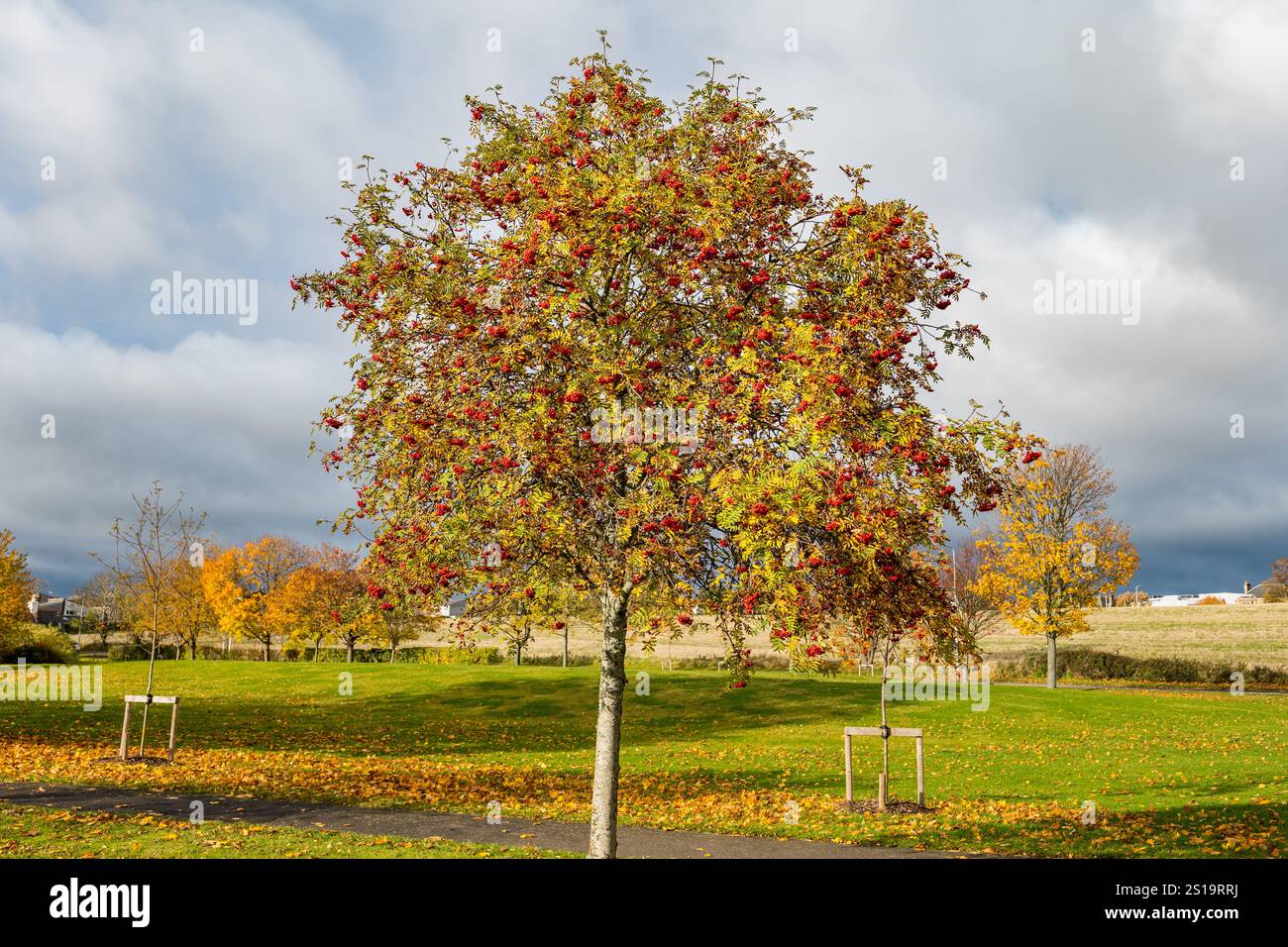 Un albero di rowan o frassino di montagna (Sorbus aucuparia) con bacche rosse in autunno, Haddington, East Lothian, Scozia, Regno Unito Foto Stock