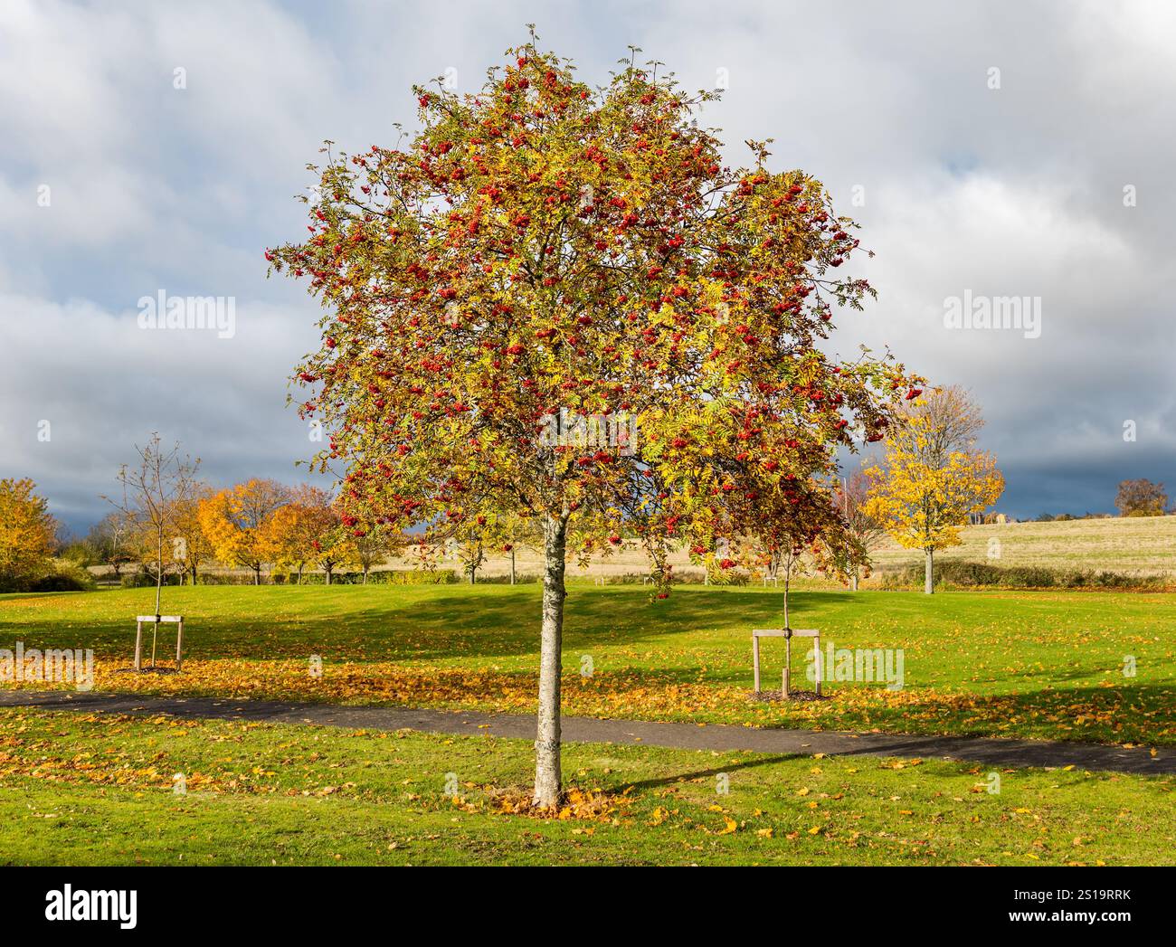 Un albero di rowan o frassino di montagna (Sorbus aucuparia) con bacche rosse in autunno, Haddington, East Lothian, Scozia, Regno Unito Foto Stock