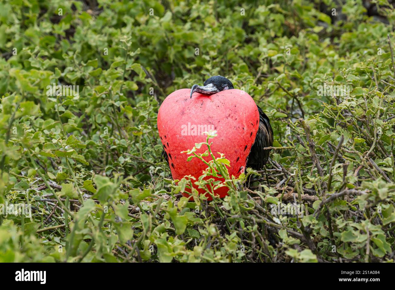 Fregata maschile arroccato su un ramo che attrae femmine con gulo rosso gonfiato a forma di cuore (tasca per la gola) Isola Genovesa, Isole Galapagos Foto Stock
