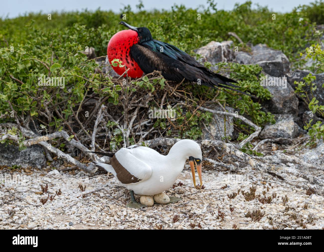 Nazca booby (Sula granti) seduto sulle uova e fregata maschile con la gola gonfiata (gular), Genovesa, Isole Galapagos Foto Stock