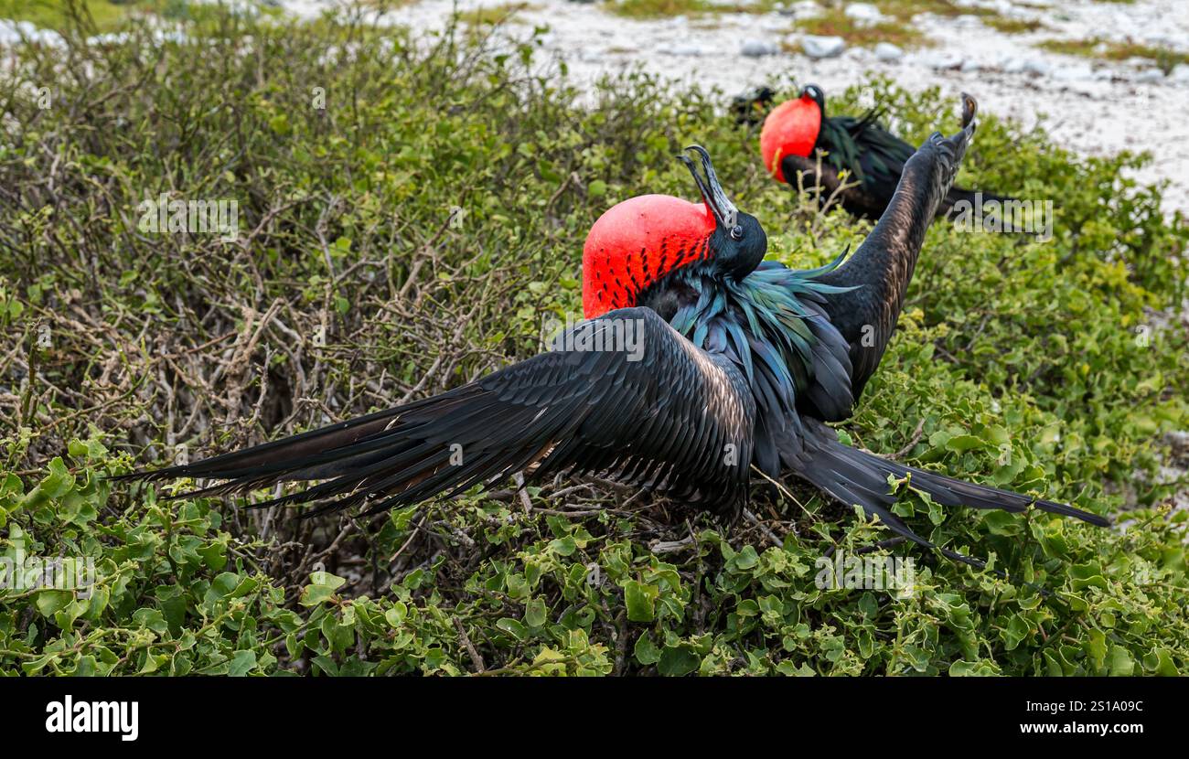 Fregata (fregata) che attrae femmine con il gulo rosso gonfiato (tasca per la gola) e ali battenti, isola Genovesa, isole Galapagos Foto Stock