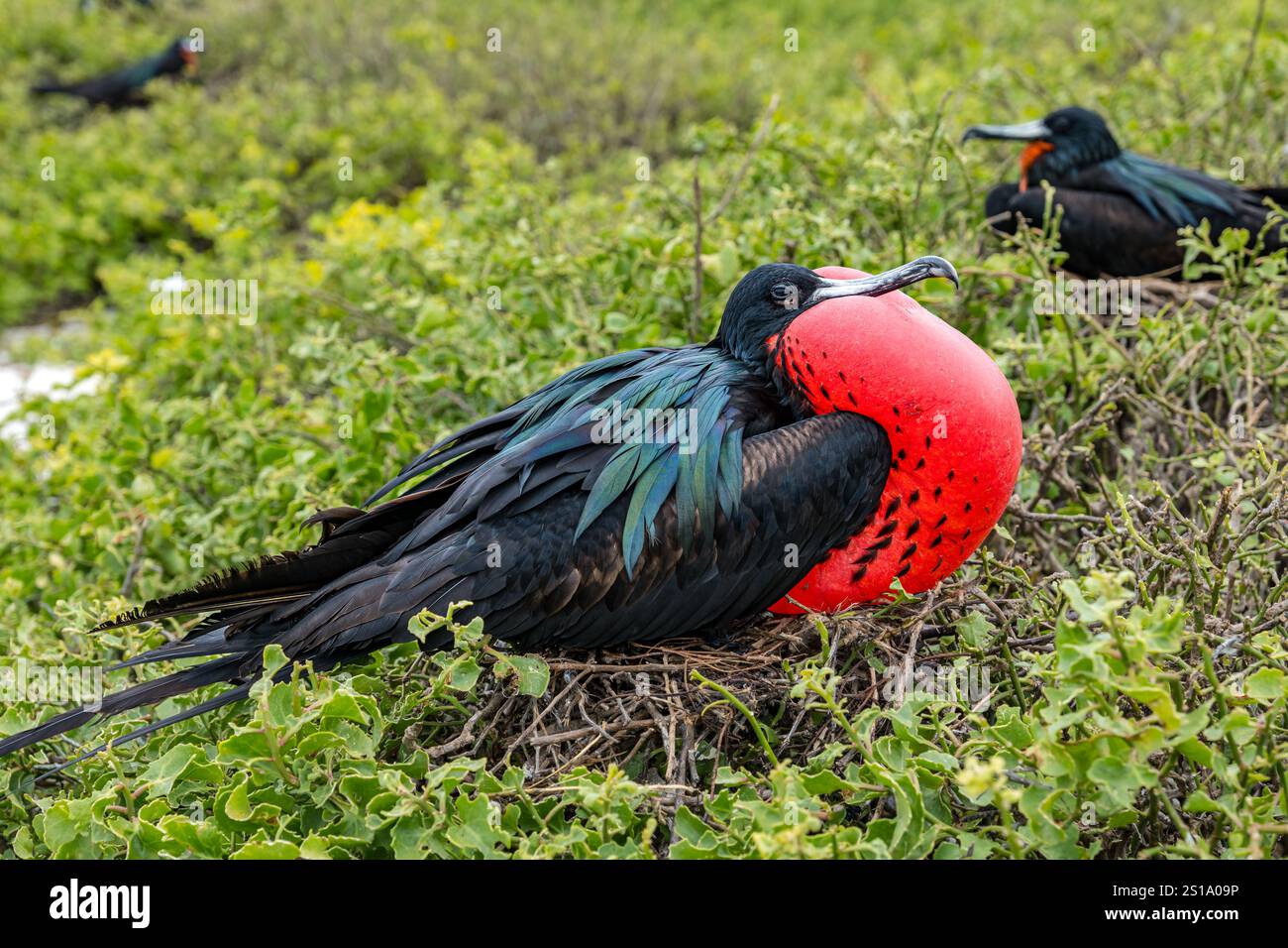Fregata (fregata), arroccata su rami che attirano le femmine con il gulo rosso gonfiato, l'isola Genovesa, le isole Galapagos Foto Stock