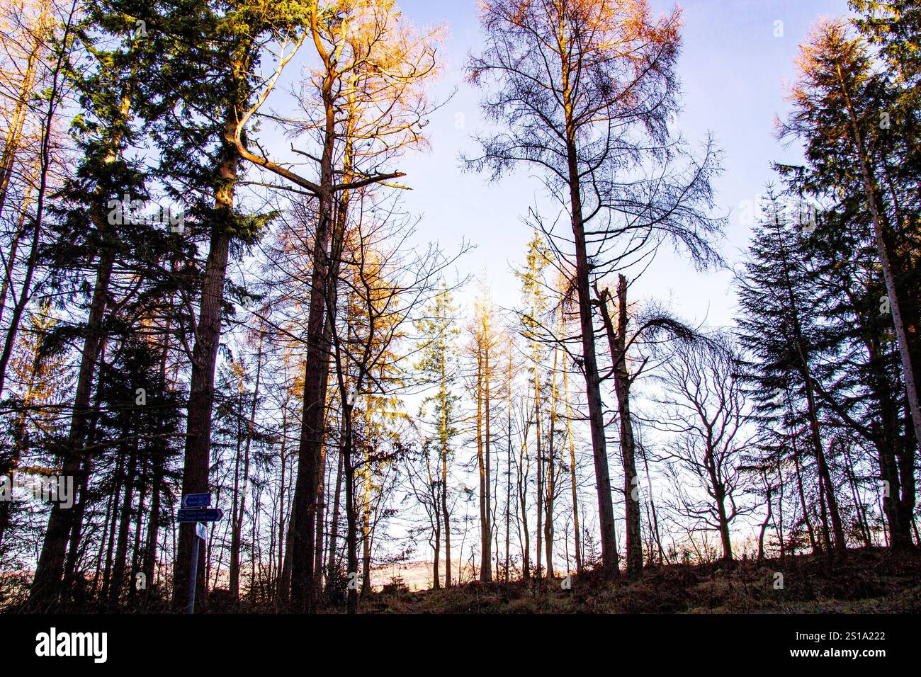 Dundee, Tayside, Scozia, Regno Unito. 2 gennaio 2025. Meteo nel Regno Unito: Templeton Woods a Dundee ha un sole freddo e gelido, ma il terreno boscoso offre uno spettacolare scenario invernale con alberi insoliti e naturali e scoppio di sole, offrendo un'atmosfera inquietante ideale per le riprese horror nei boschi. Crediti: Dundee Photographics/Alamy Live News Foto Stock