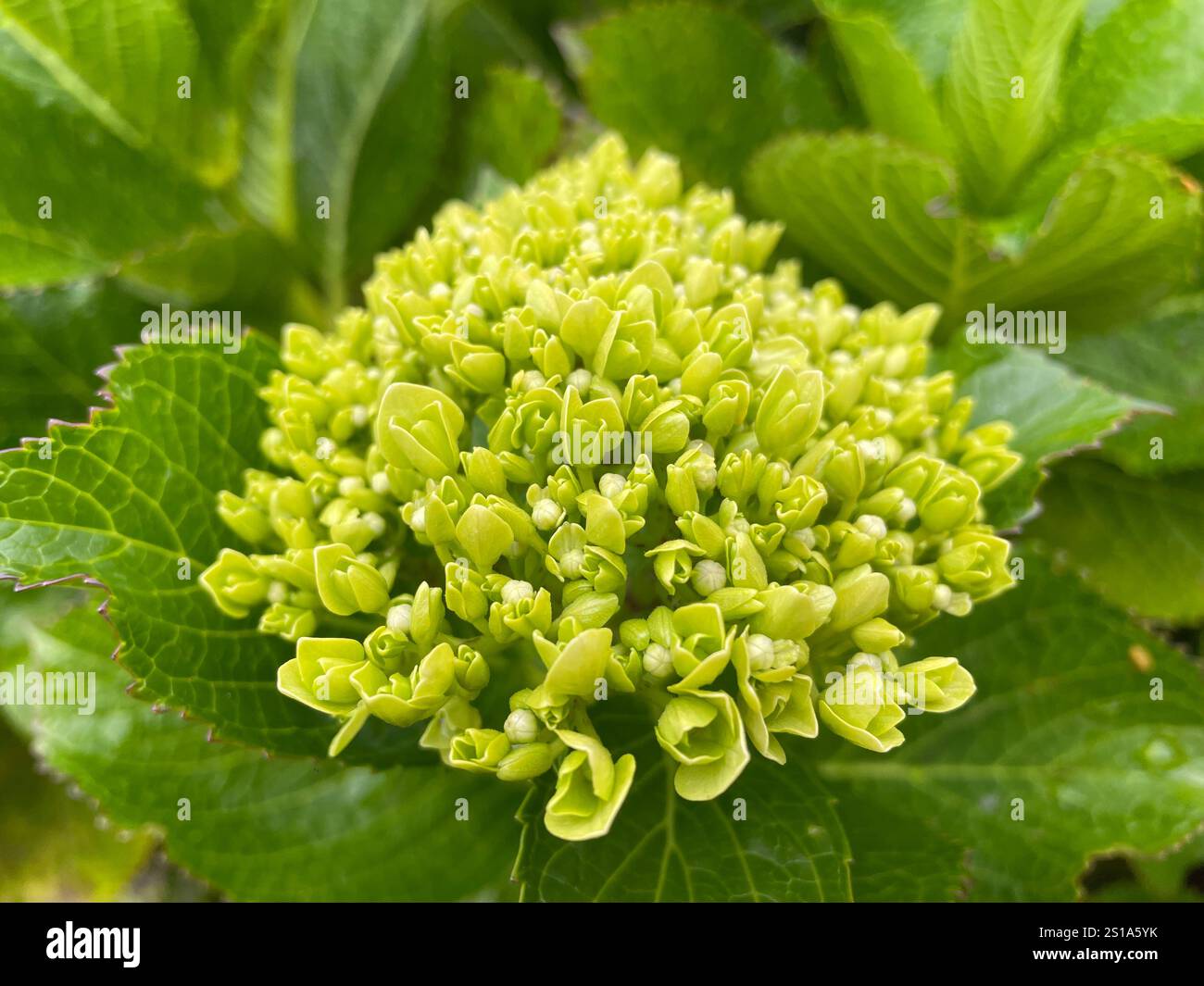 Molti fiori fioriscono all'inizio della primavera - Immagine stock catturata con smartphone