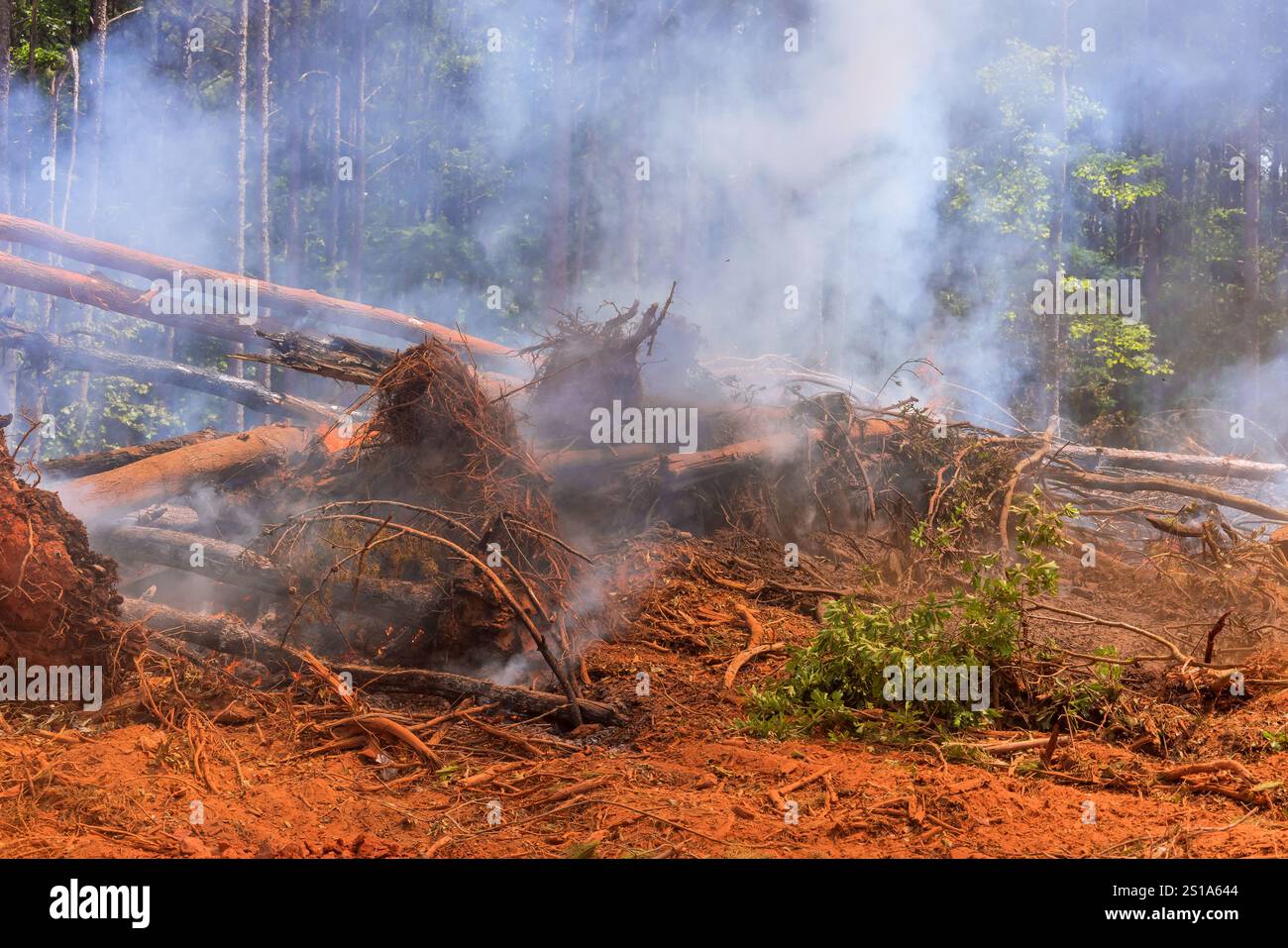 Il fumo ondeggia nelle foreste dove gli alberi sono stati recentemente abbattuti, indicando l'attività di abbattimento delle foreste dopo l'incendio Foto Stock