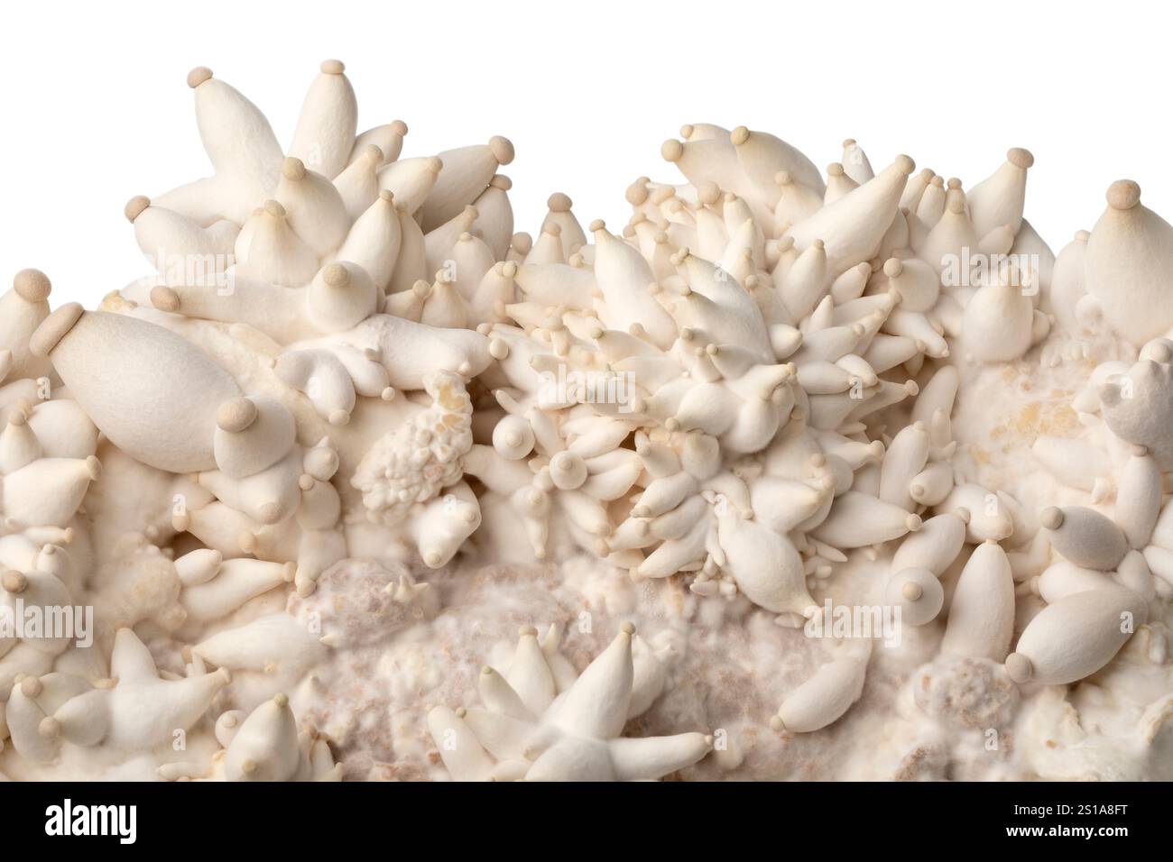 Molti funghi Eryngi crescono su un substrato da vicino Foto Stock