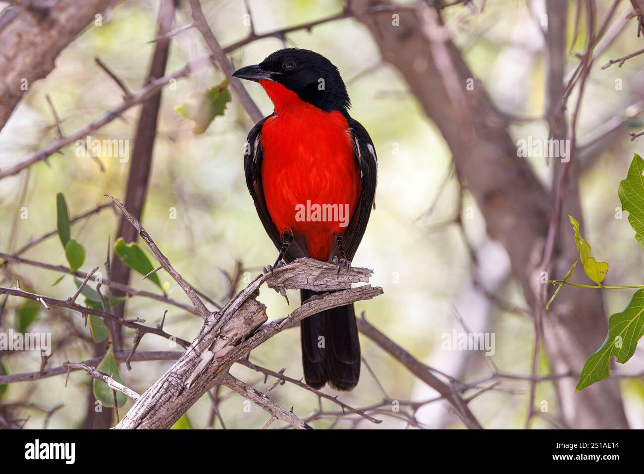Namibia, distretto di Oshikoto, Parco Nazionale di Etosha, shrike dal petto cremisi (Laniarius atrococcineus) o gonolek al petto cremisi Foto Stock