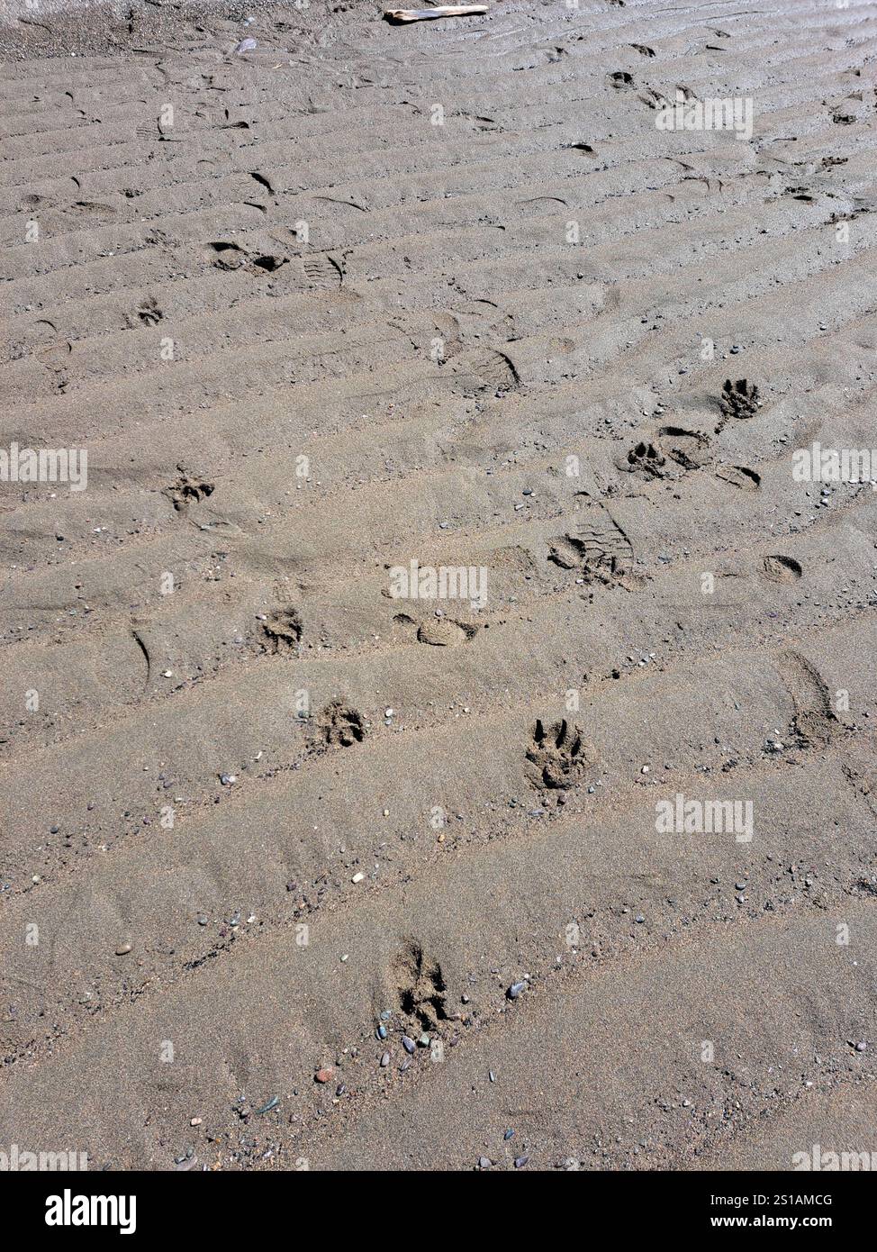 Piste per cani nella sabbia di Mispec Beach a Saint John, New Brunswick, Canada Foto Stock