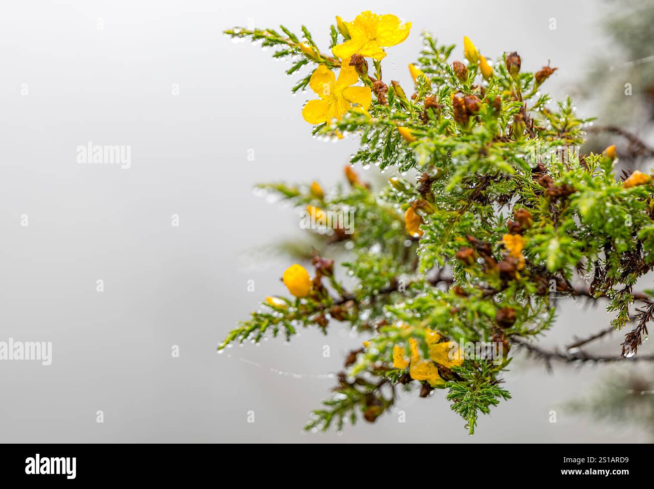 St John's Wort o Hypericum laricifolium fiori selvatici, parco nazionale di Cotopaxi, Ecuador, Sud America Foto Stock