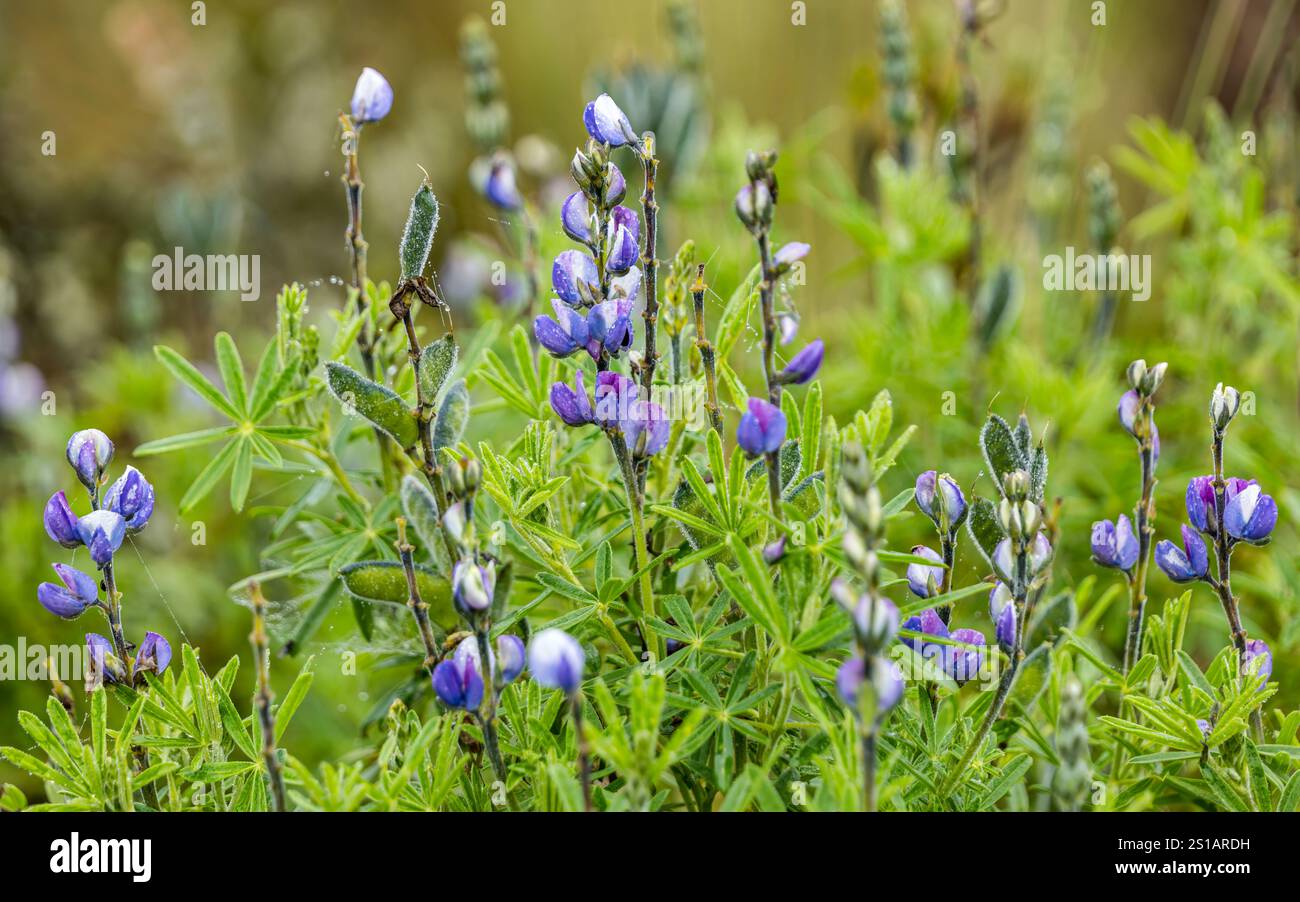 Primo piano di lupini selvatici fiori selvatici viola (Fabaceae), parco nazionale di Cotopaxi, Ecuador, Sud America Foto Stock