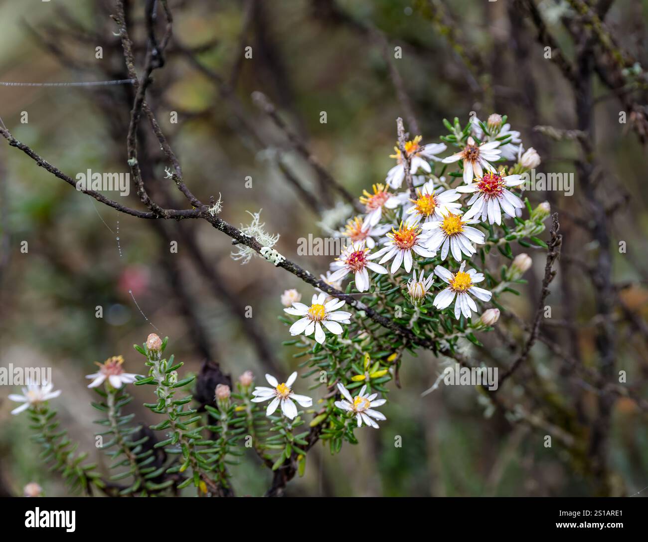 Fiori di Diplostephium ericoides aster, parco nazionale di Cotopaxi, Ecuador, Sud America Foto Stock