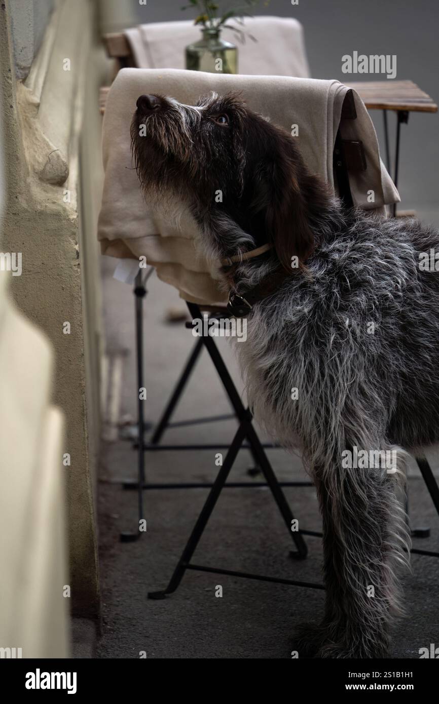 Cane in attesa del proprietario fuori da un bar a Praga, Repubblica Ceca Foto Stock