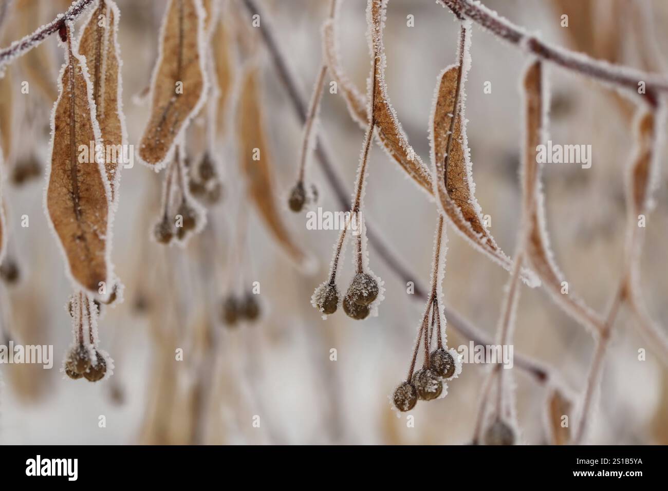 Gelo sulle foglie, calce lievitata (Tilia) Foto Stock