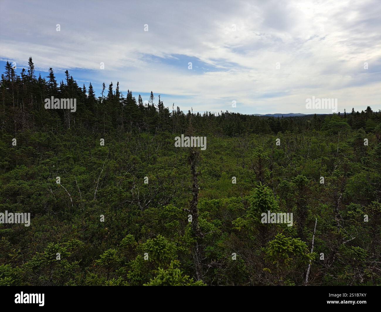 Campo aperto nella foresta al Salmonier Nature Park sulla NL 90 a Holyrood, Terranova & Labrador, Canada Foto Stock