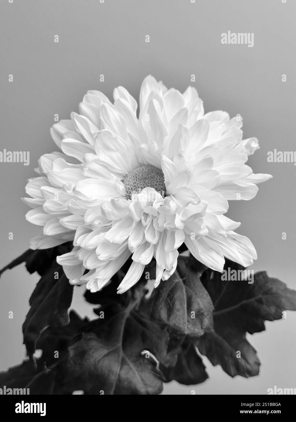 Fresco fiore di crisantemo nei colori bianco e nero - Immagine stock catturata con smartphone