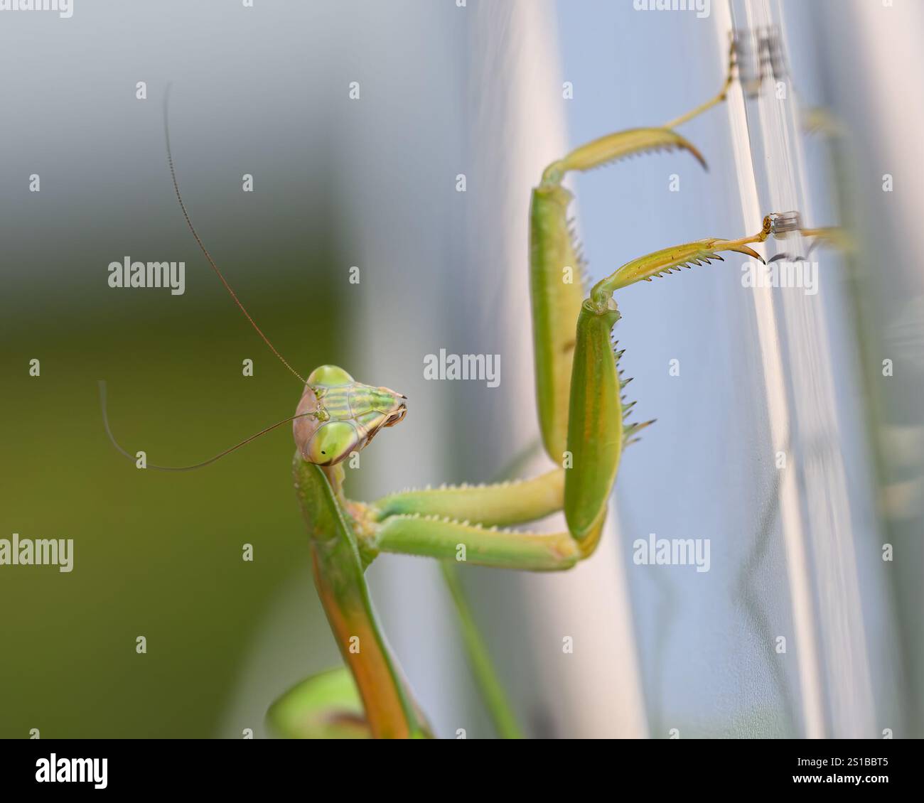 Primo piano di una mantide di preghiera europea (Mantis religiosa) su sfondo color argento. Foto Stock