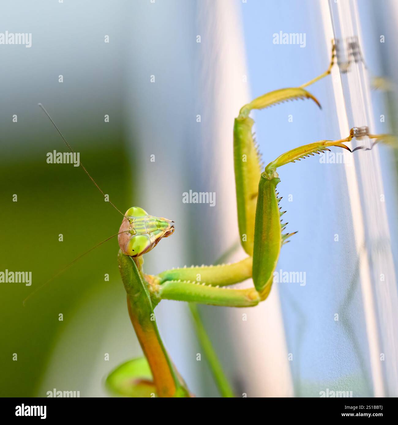 Primo piano di una mantide di preghiera europea (Mantis religiosa) su sfondo color argento. Foto Stock