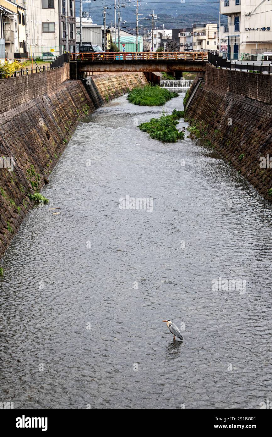 Heron nel fiume Arisugawa, Kyoto, Giappone Foto Stock
