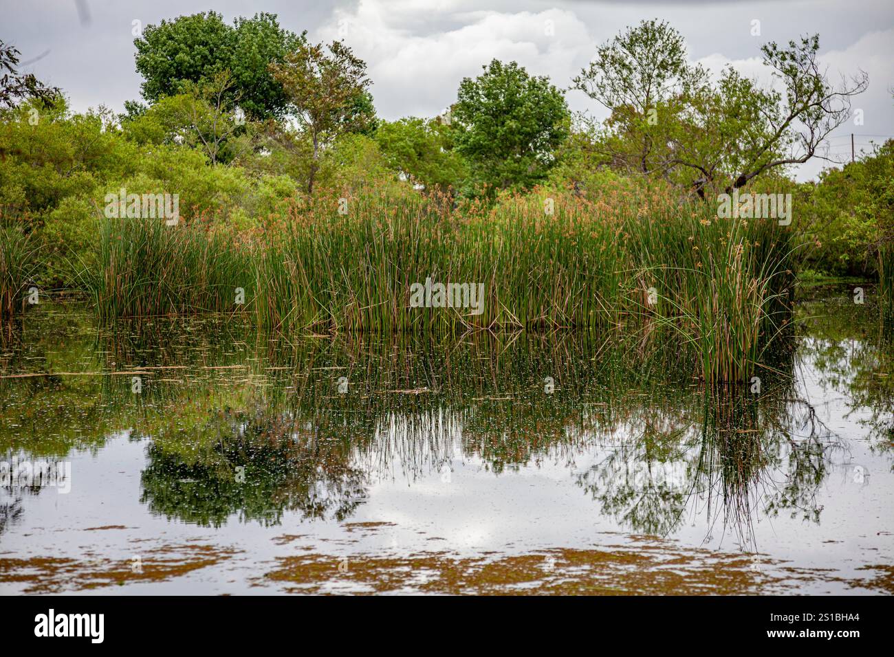 Madrona Marsh Wetlands è una palude d'acqua dolce vernale di circa 43 acri. Torrance, California, Stati Uniti Foto Stock