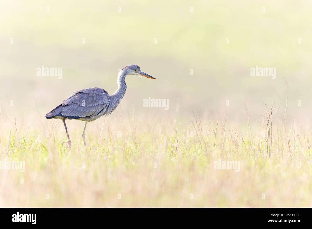 Un airone grigio (Ardea cinerea) che forgia retroilluminato in un prato. Foto Stock