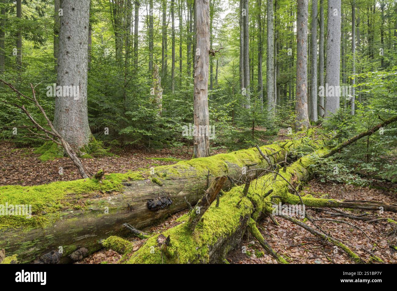 Foresta di montagna mista con faggio di rame (Fagus sylvatica) e abete rosso (Picea abies), adagiata in legno di deadwood ricoperto di muschio, Parco Nazionale della Foresta Bavarese Foto Stock