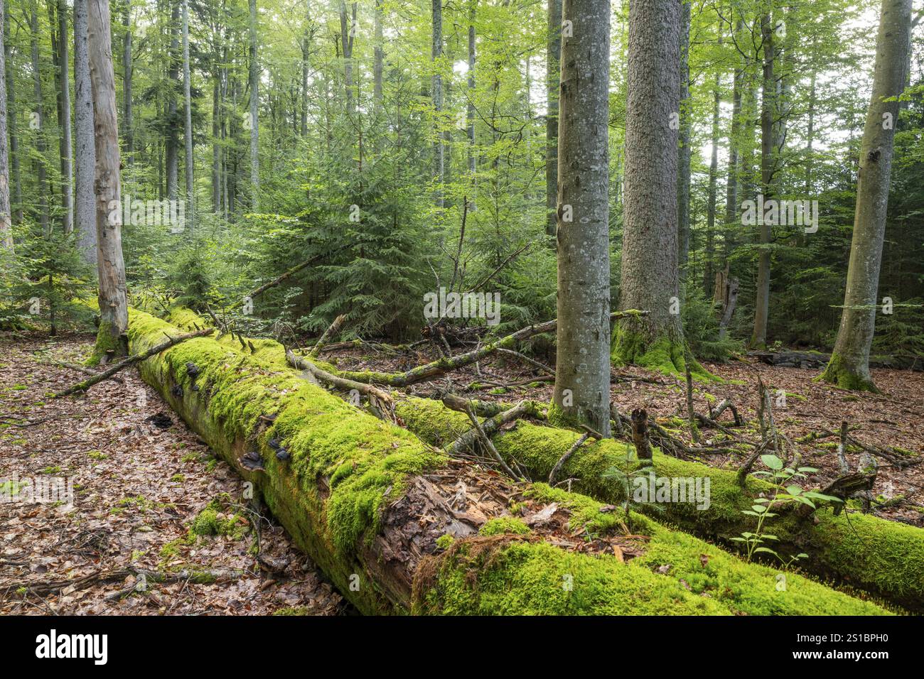 Foresta di montagna mista con faggio di rame (Fagus sylvatica) e abete rosso (Picea abies), adagiata in legno di deadwood ricoperto di muschio, Parco Nazionale della Foresta Bavarese Foto Stock