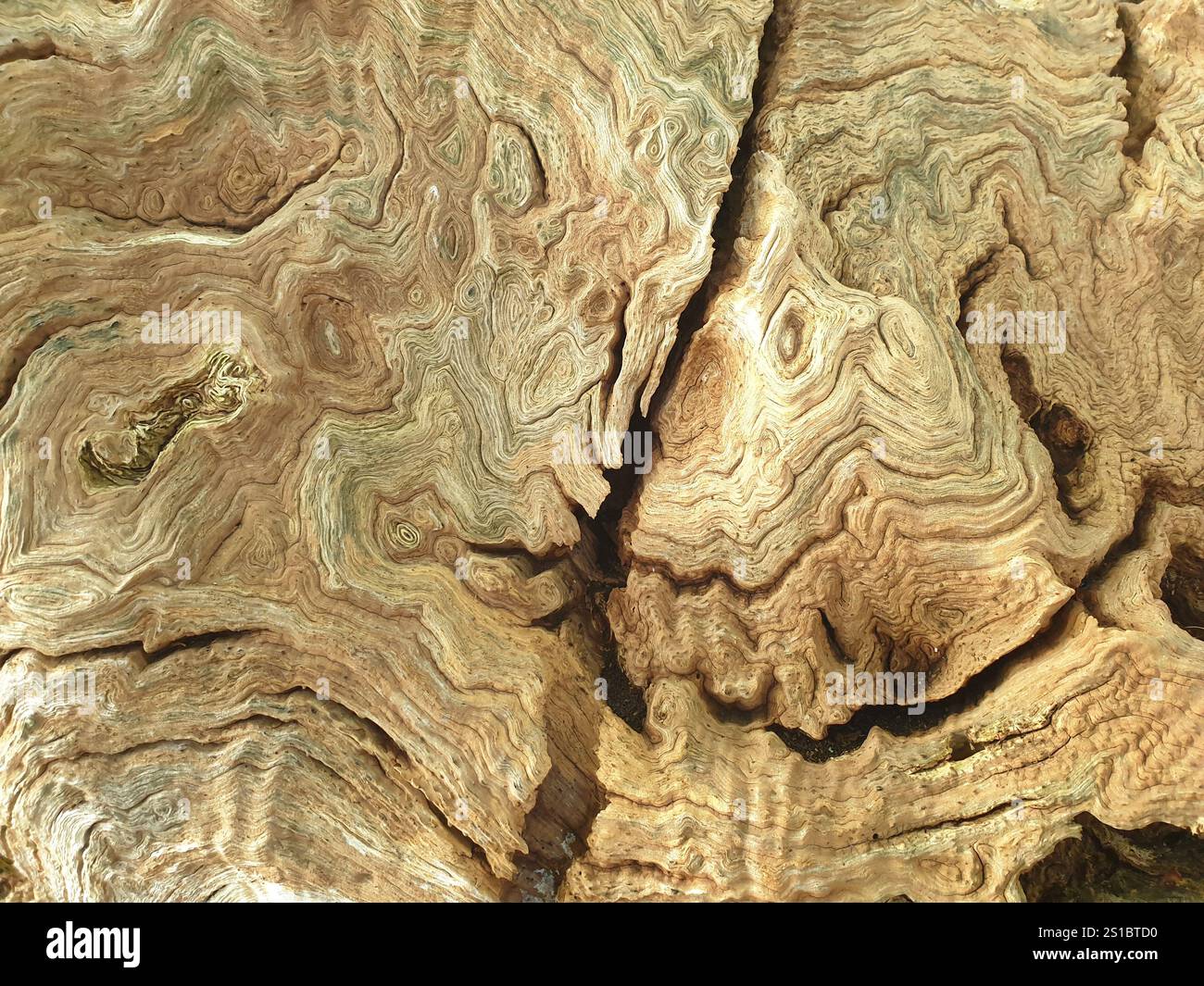 Nell'area del portainnesto, i grani sono disposti in modo molto unico e sono molto popolari e preziosi per l'artigianato e la psicologia. Foto Stock