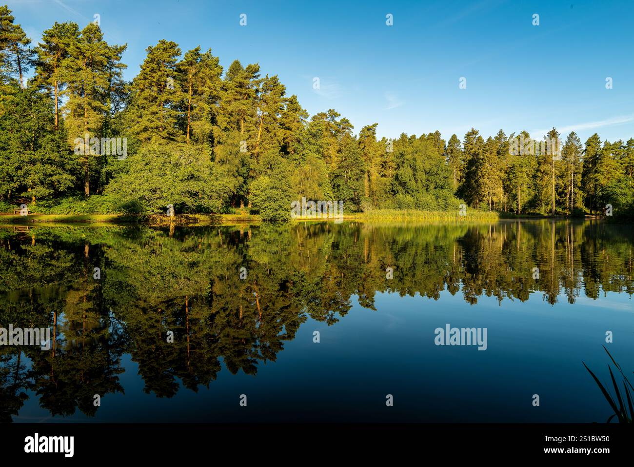 Lago Mallards nella foresta di dean UK Foto Stock