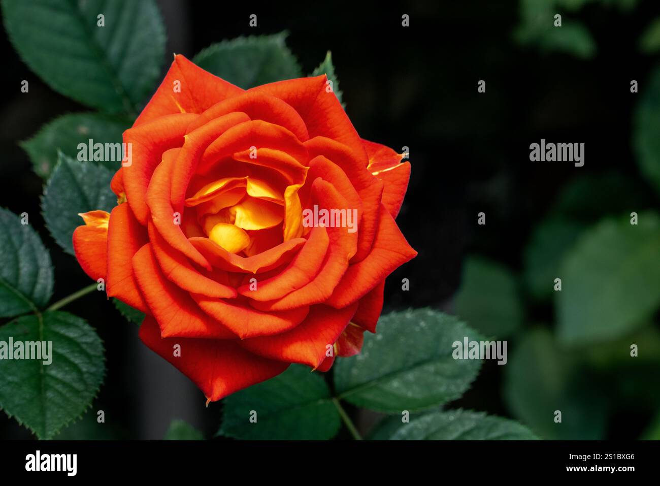 Fiori di rosa gialli e arancioni Foto Stock