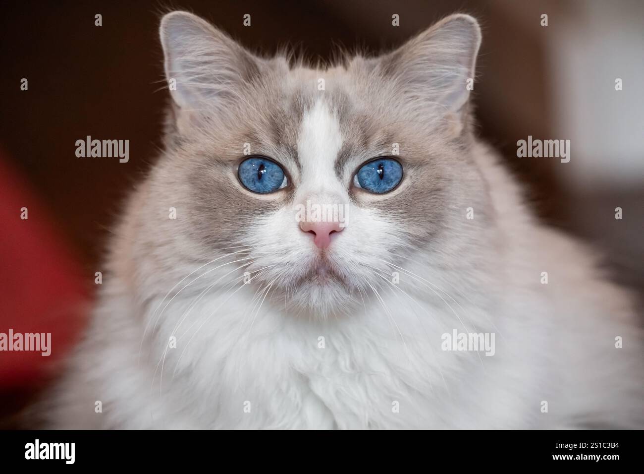 Ritratto ravvicinato del volto di un gatto Ragdoll con occhi azzurri, pelliccia bianca e grigia e naso rosa Foto Stock