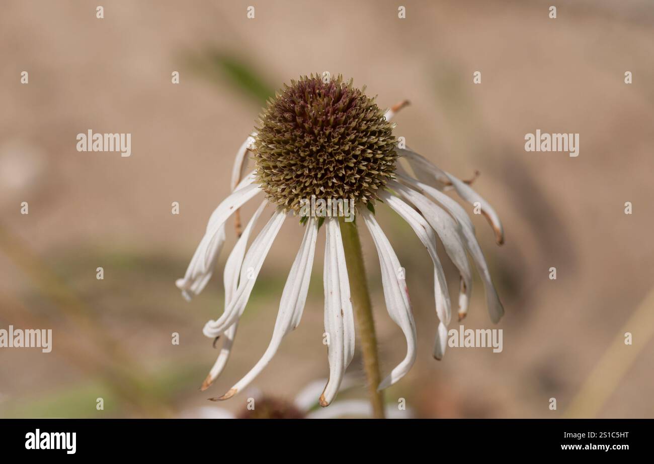 Primo piano di una Echinacea pallida, Echinacea pallida, in fiore nel Royal Botanic Garden in primavera, Madrid, Spagna. Foto Stock