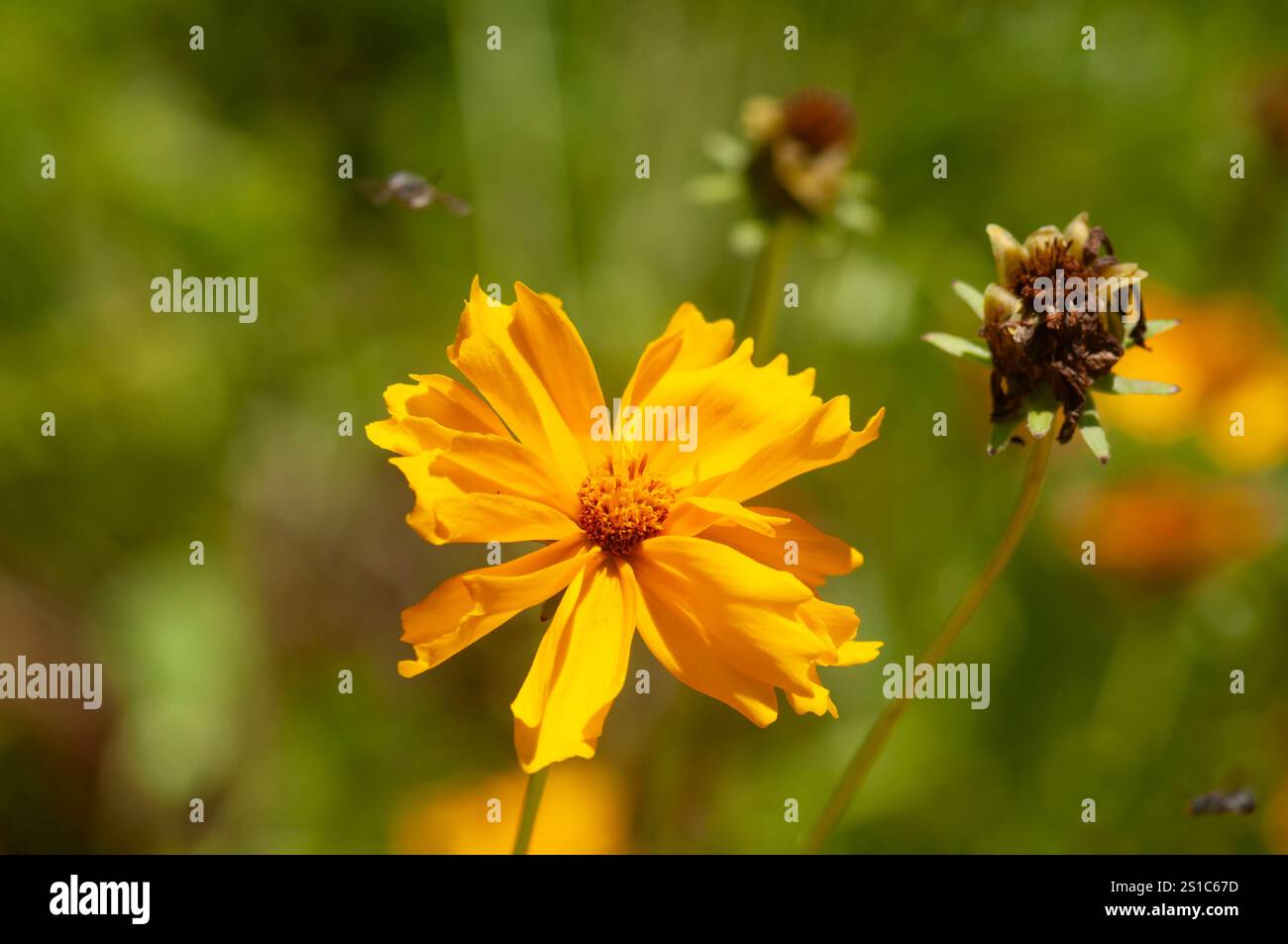 COSMOS naranja o Coreopsis lanceolata L, fiori nel Giardino botanico reale di Madrid, Spagna Foto Stock